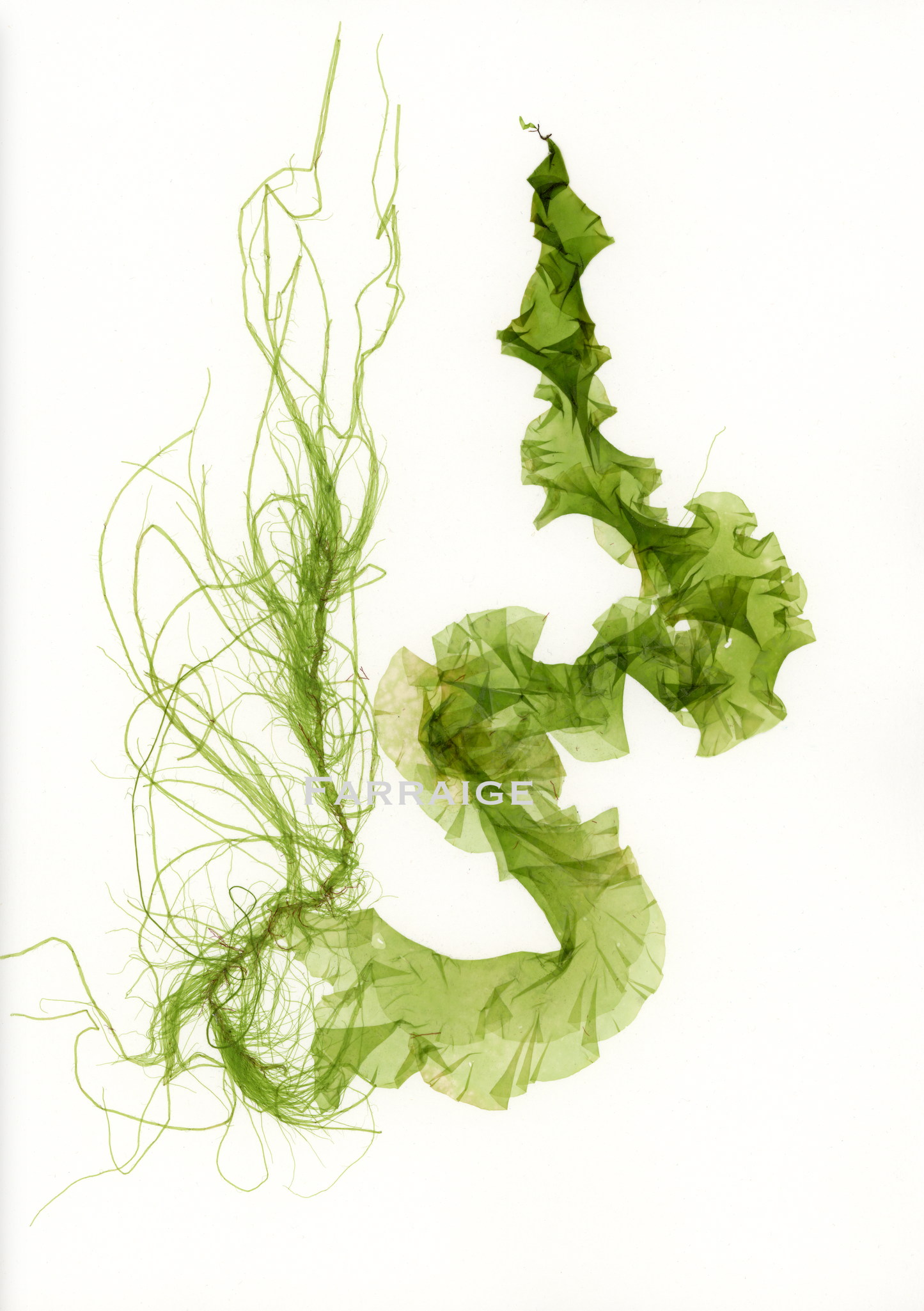 F18 Framed Sea Lettuce and Spiky Tendrils print