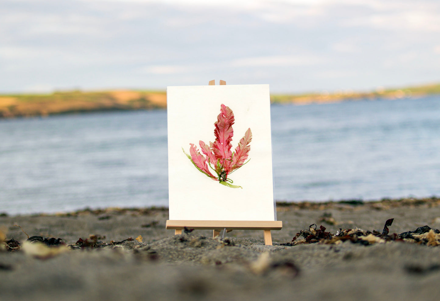 Sea Beech and Squashed Ribbon Print (F03)