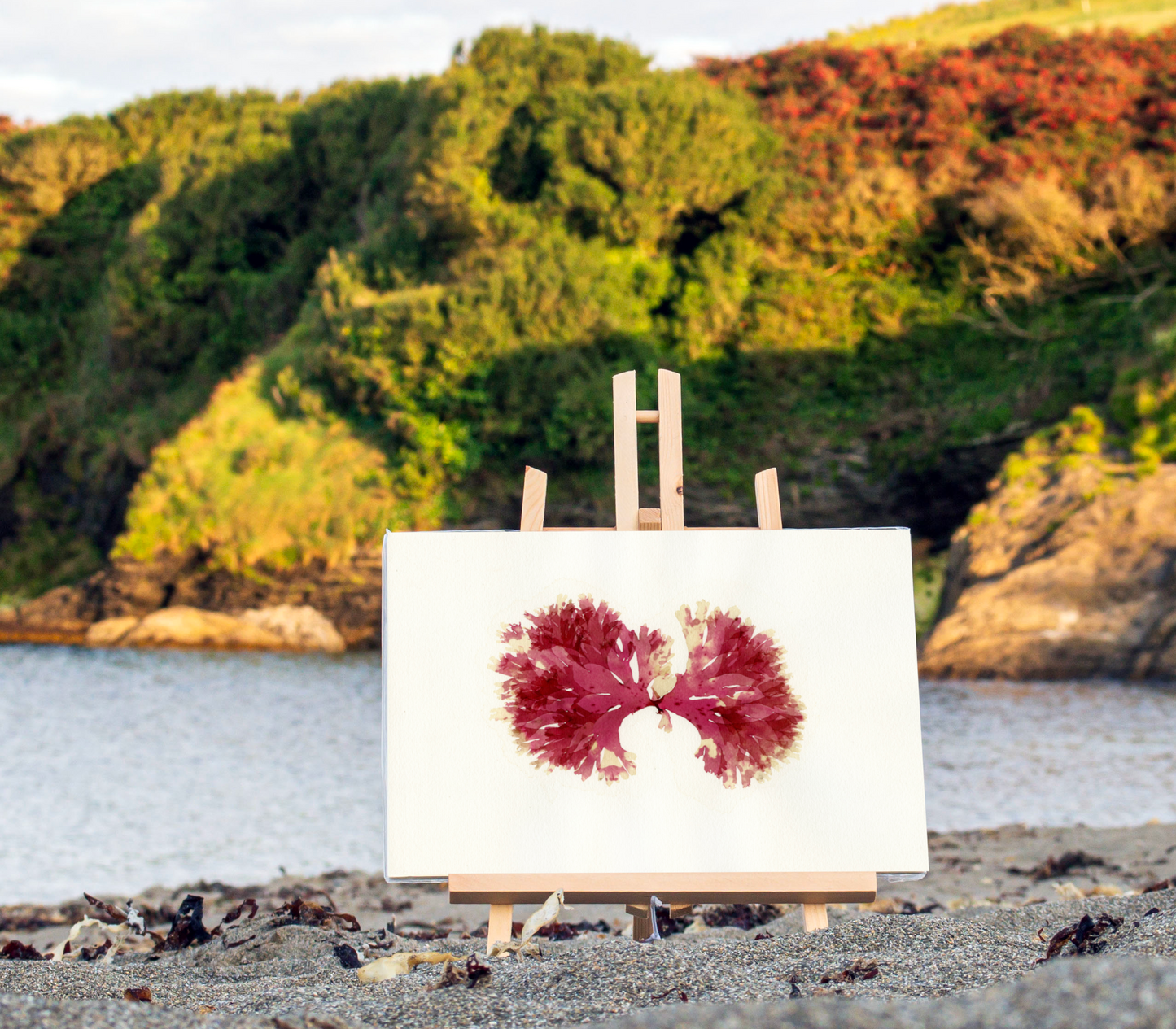 F04 Beautiful Fan Weed