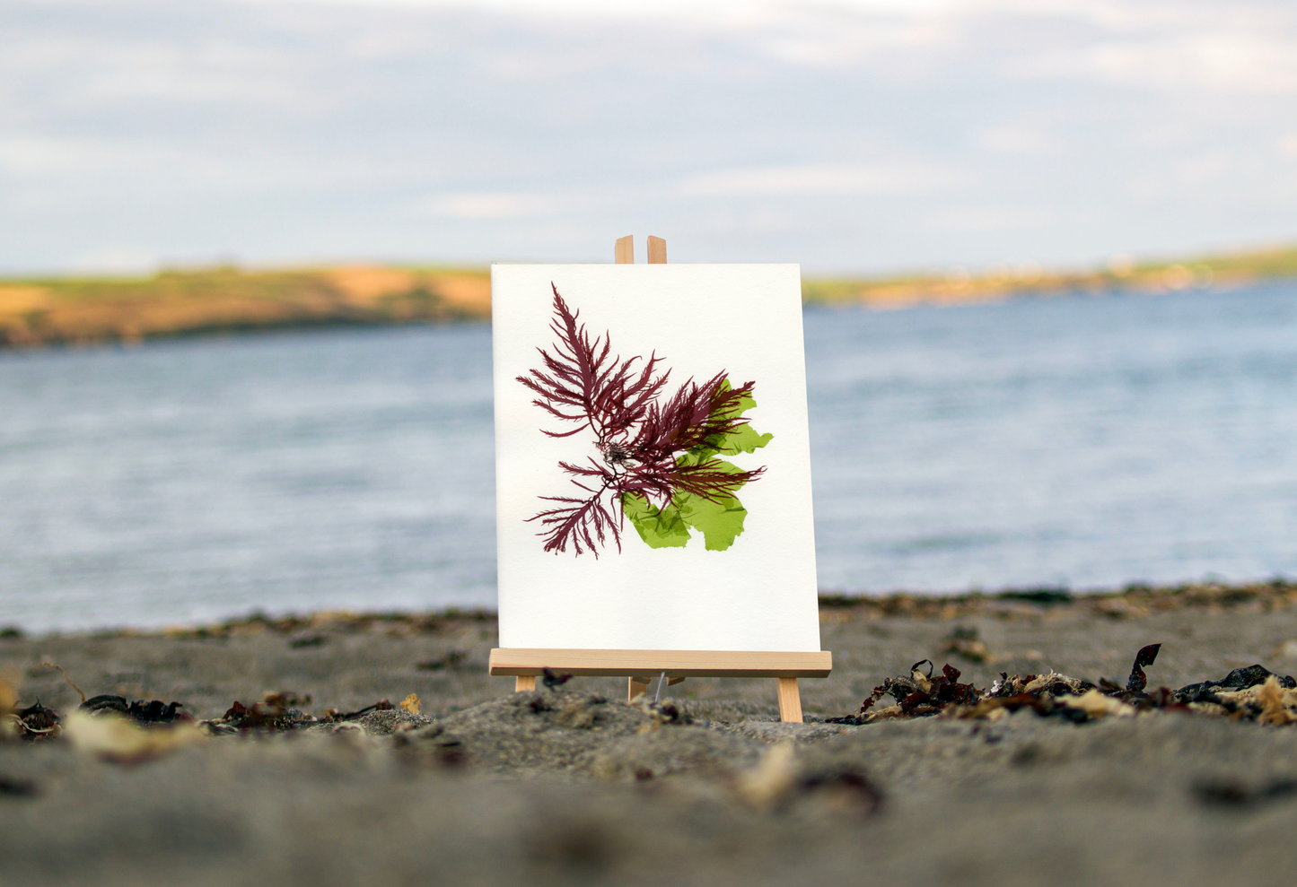 F07 False Eyelash Weed