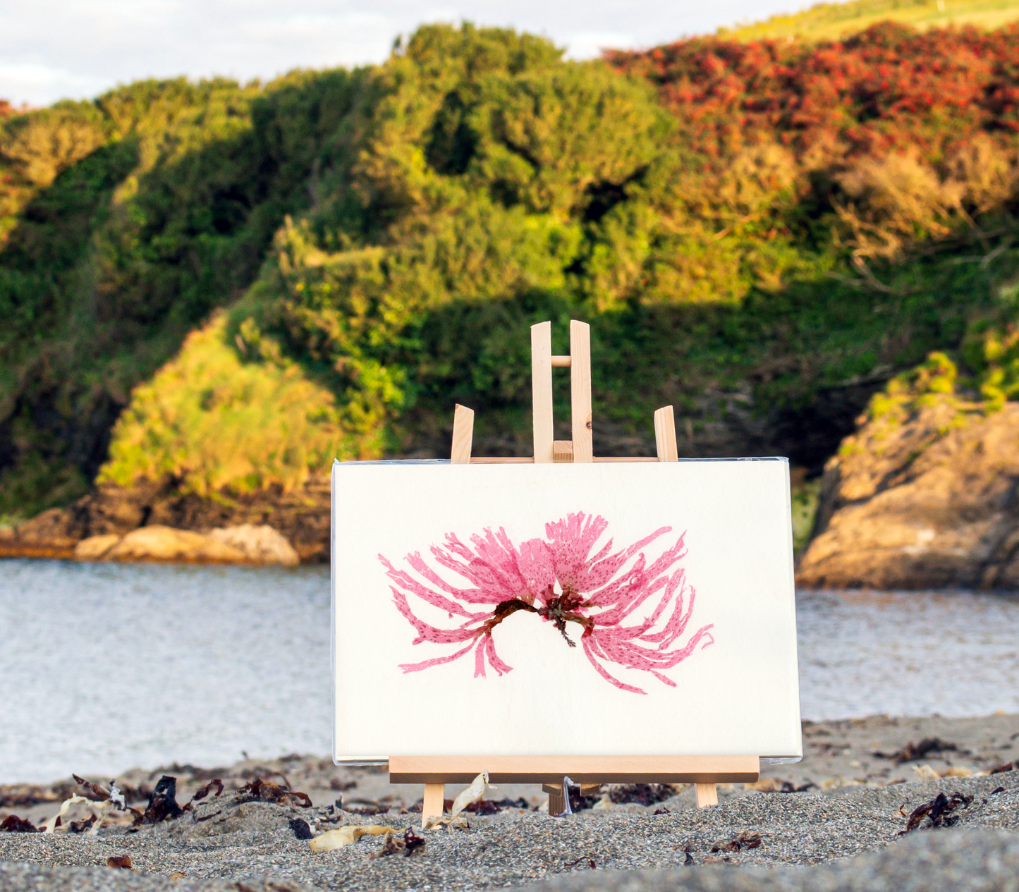 F09 Spotted Scarf Weed