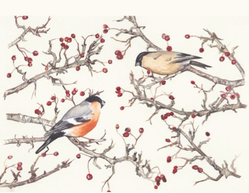 x Christmas Cards - Bullfinch Mini