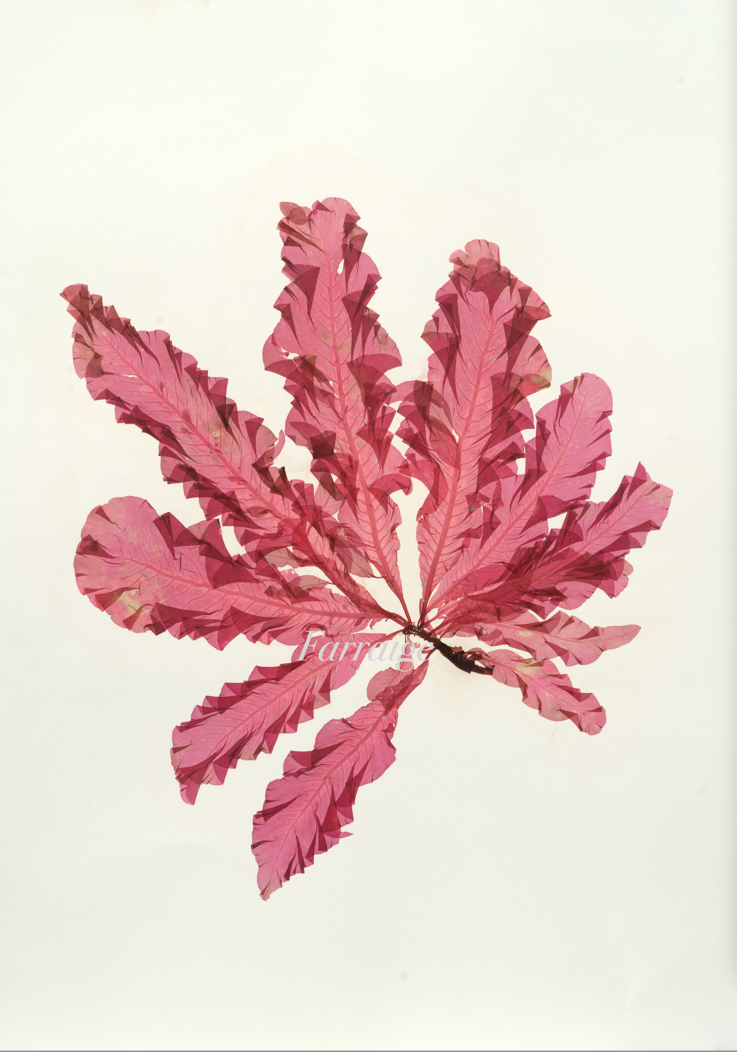 F19 Framed Sea Beech II Print