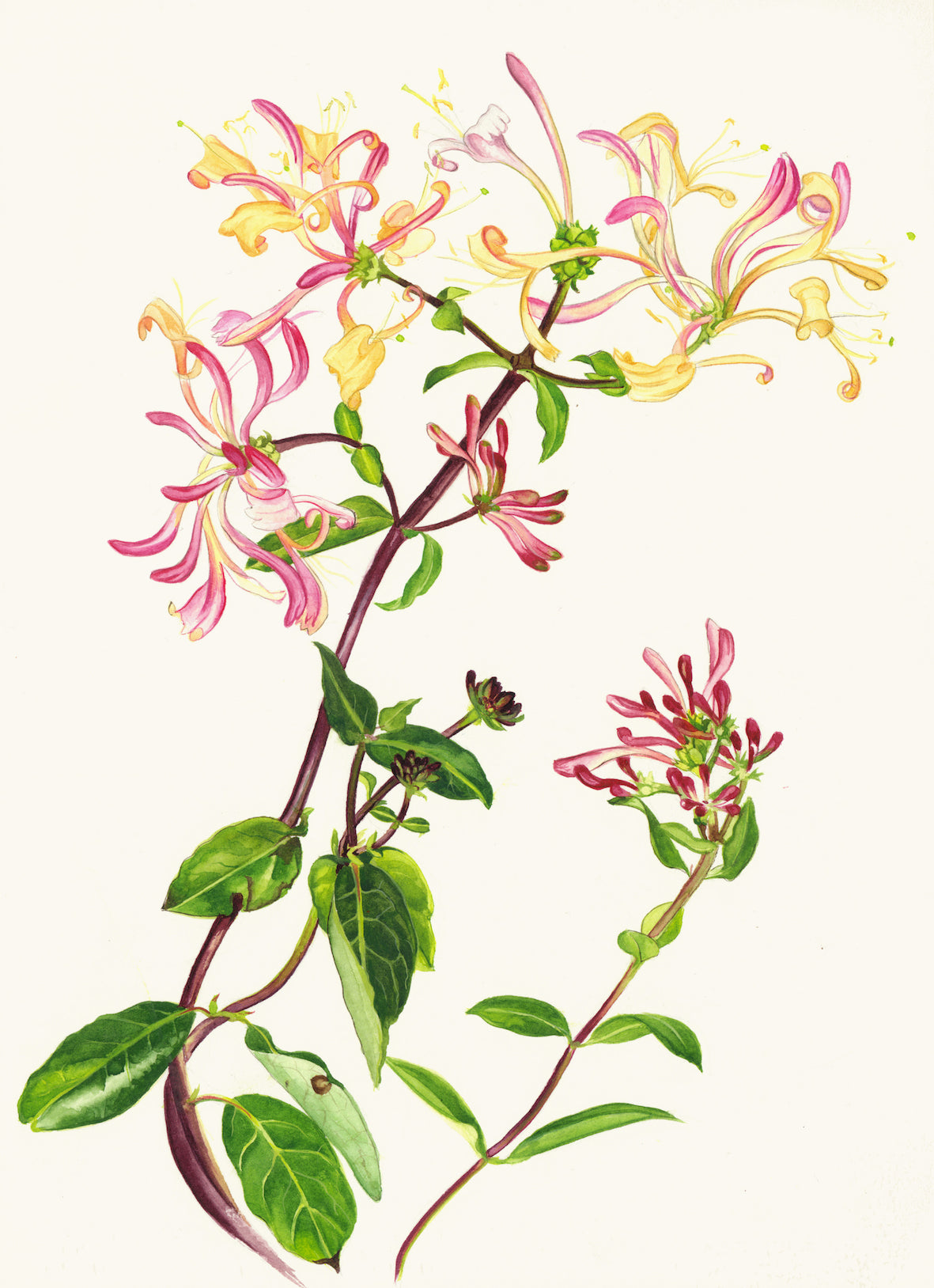Print Mounted Honeysuckle