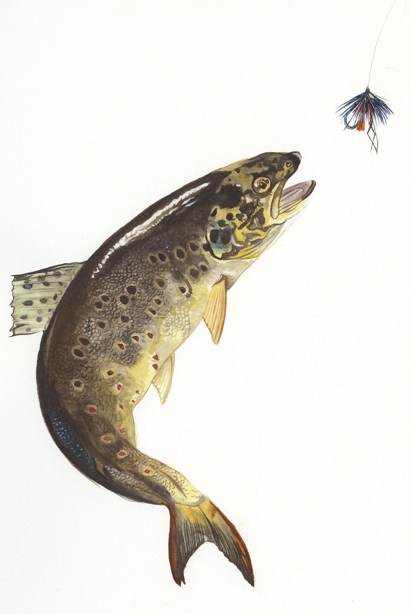 Print Mounted Trout