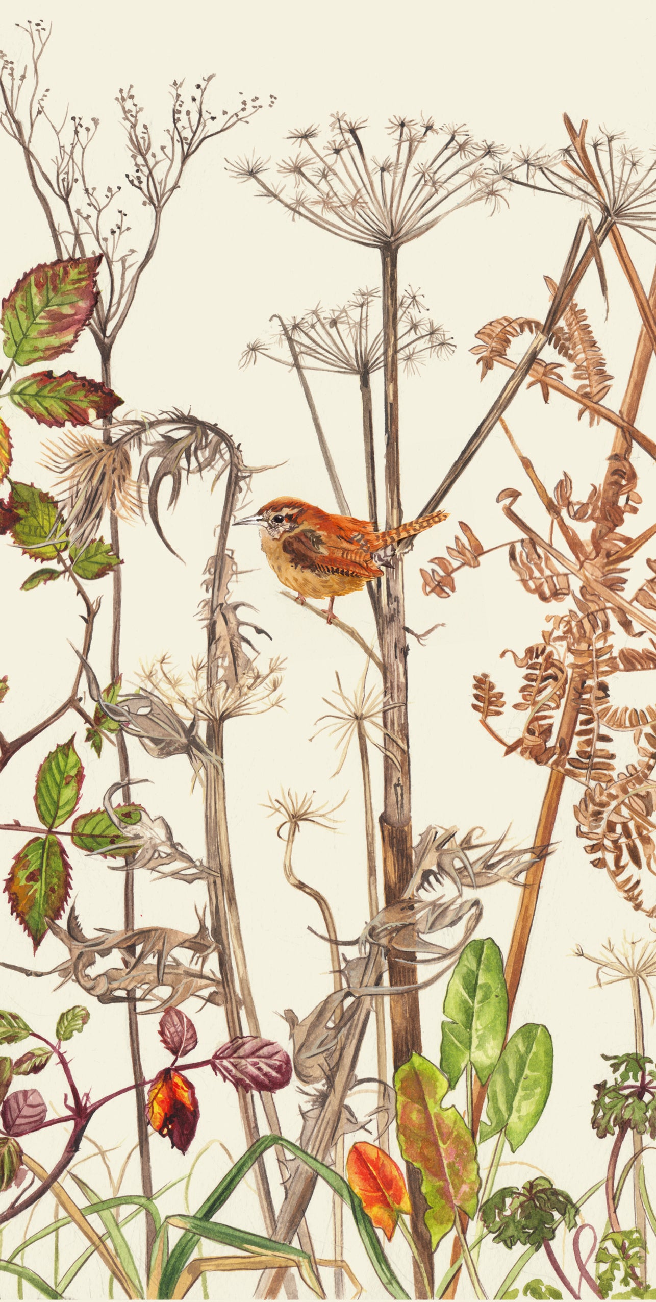 x Christmas Cards Wild Wren