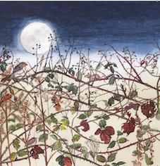 x Christmas cards Moonlight Hedgerow & Robin