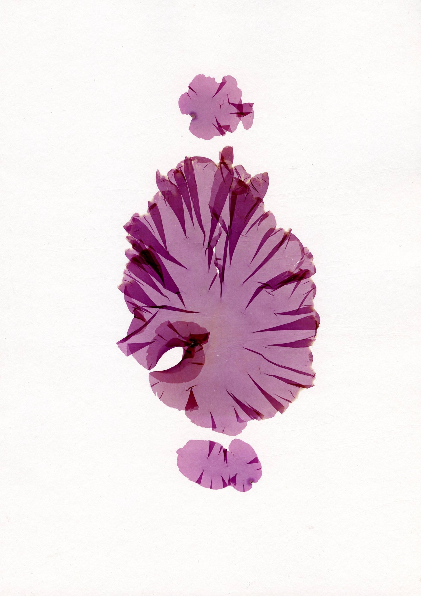 Purple Laver Print