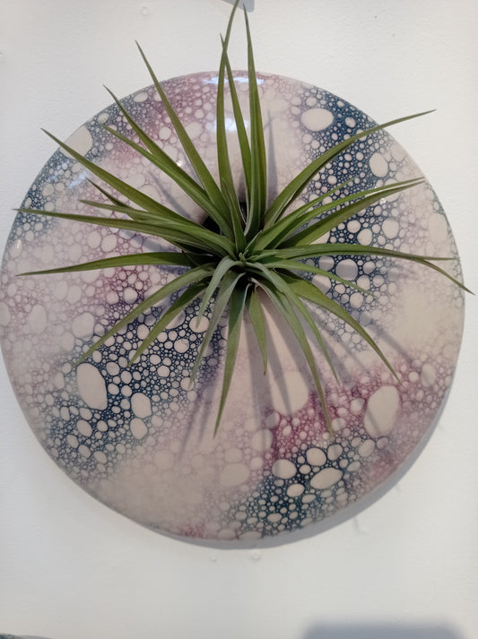 large airplant disc