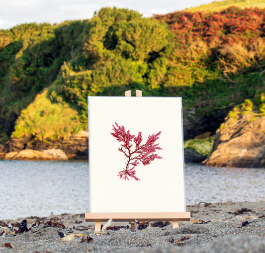 Red Comb Weed Print (F02)