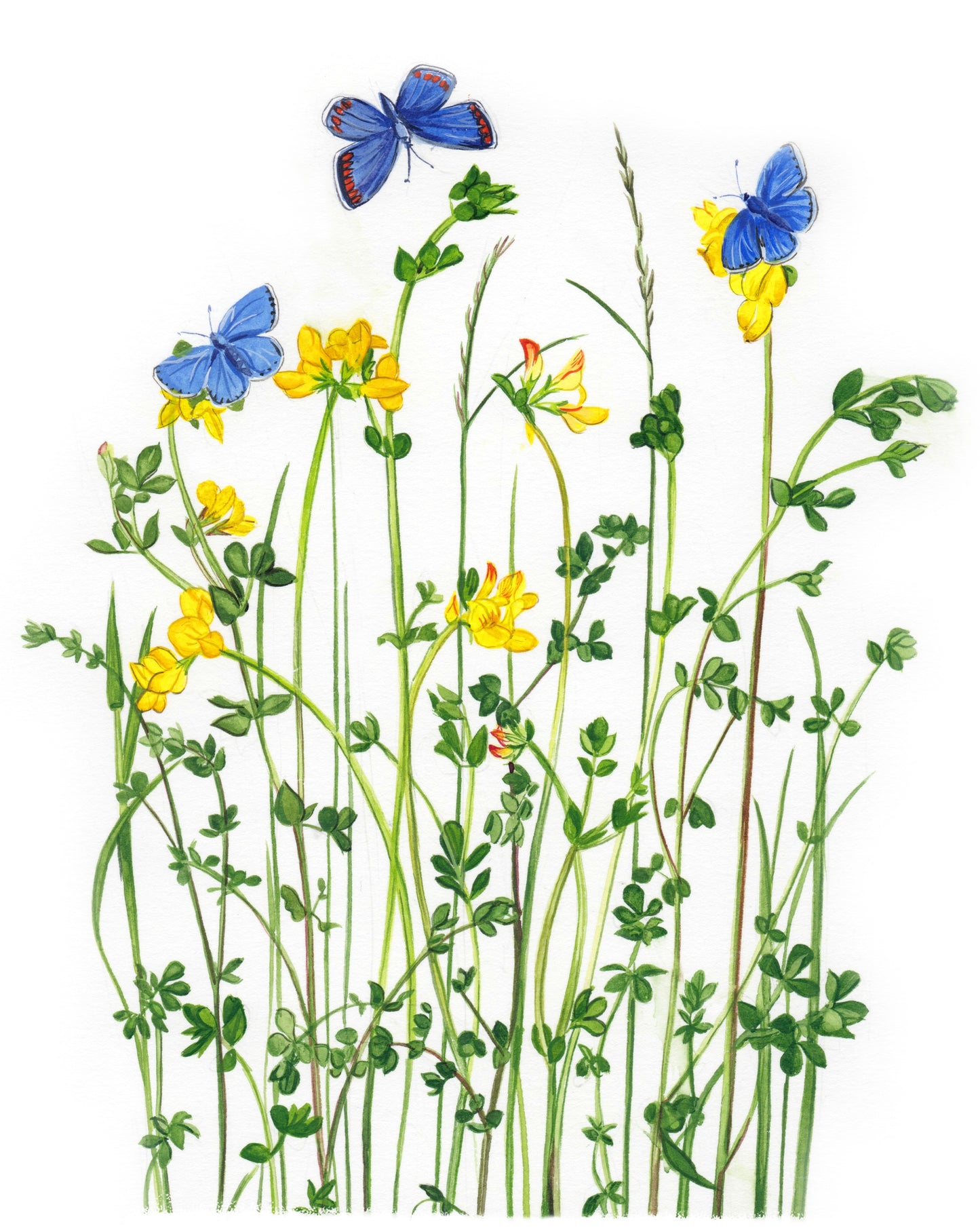 Framed Butterfly - Birds Food Trefoil
