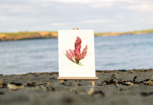 Sea Beech and Squashed Ribbon Print (F03)
