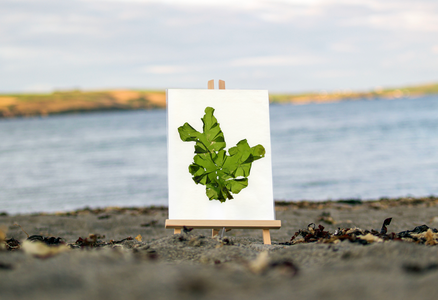 Sea Lettuce Print (F06)