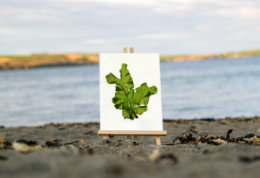 Sea Lettuce Print