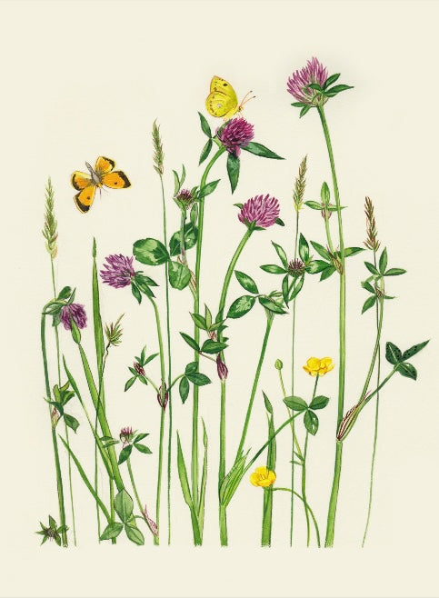 Framed Butterfly - Red Clover