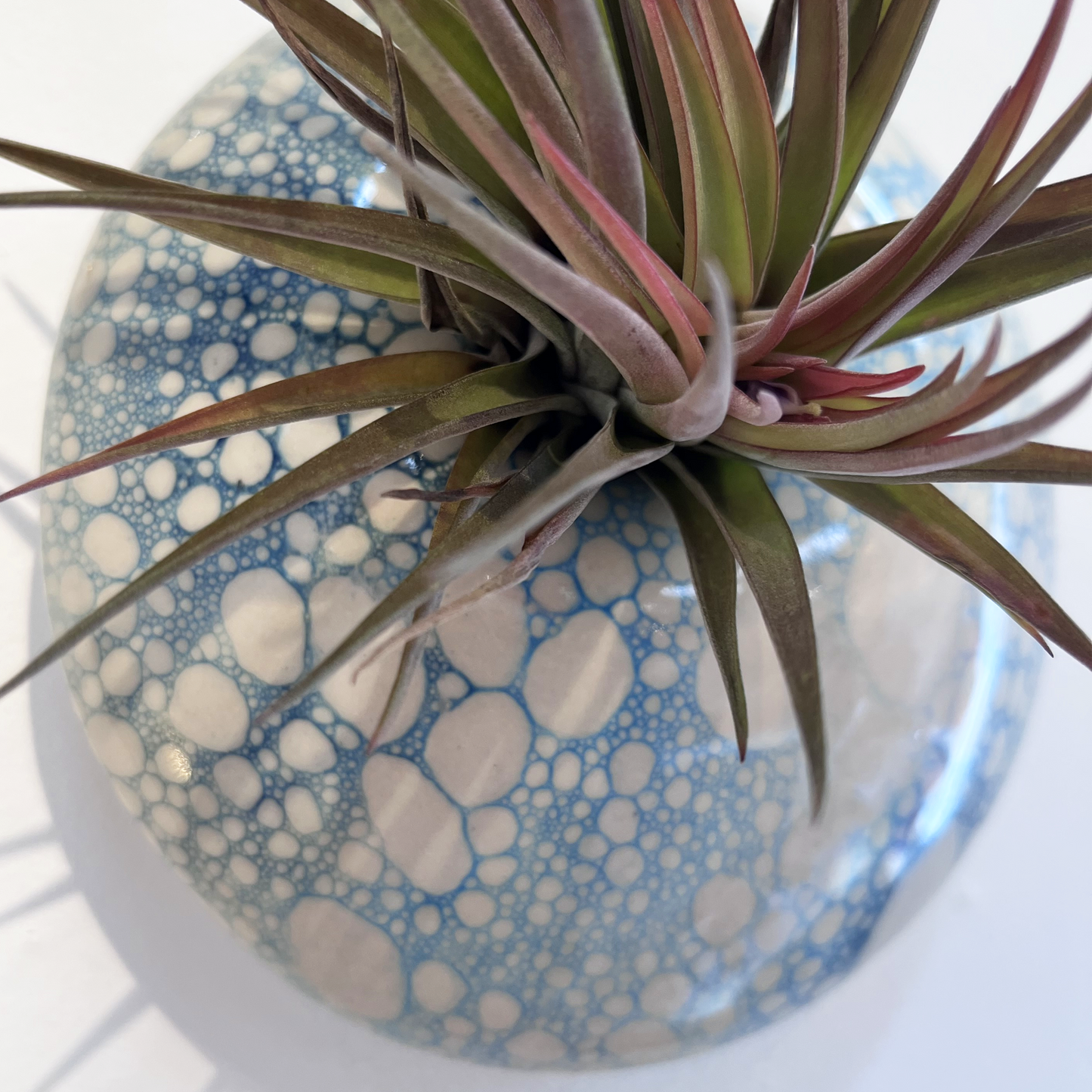 Airplant Holder