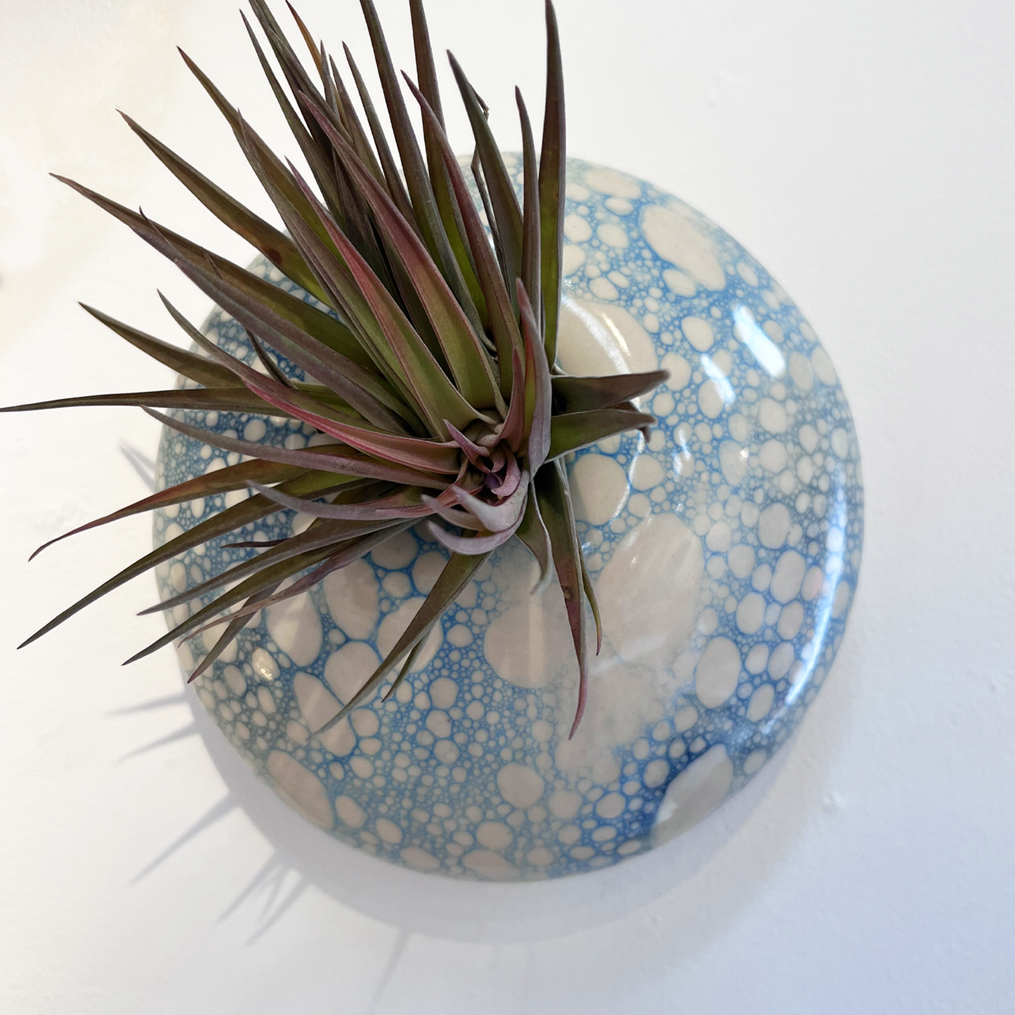 Airplant Holder