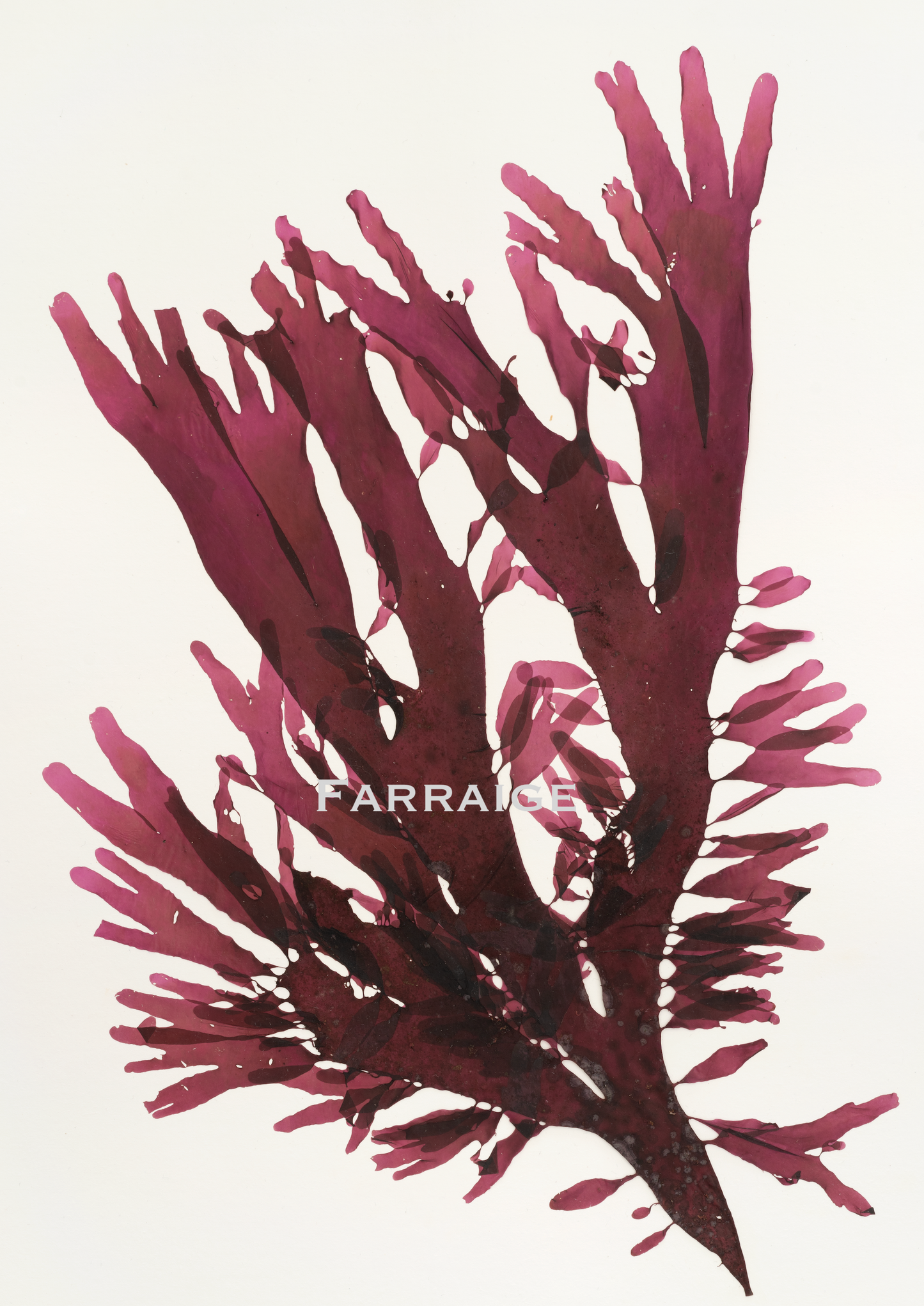Dulse II Print (F17)