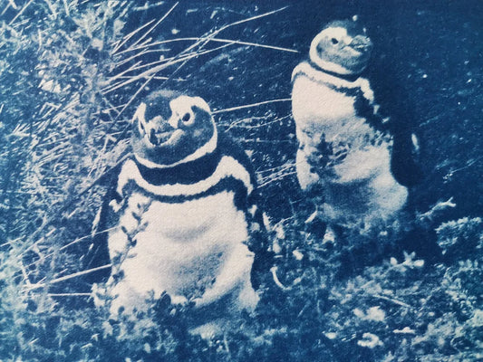 Botanical Cyanotype Workshop with Angela Wilson- Fri 21st August 1-3pm-Fota House