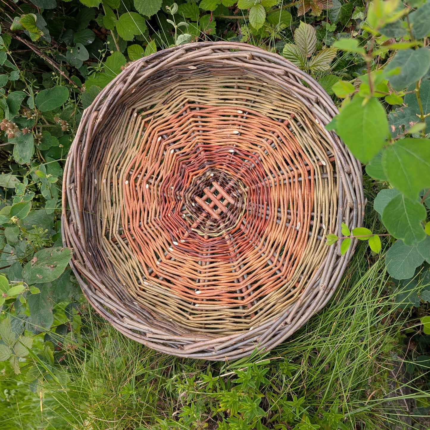 Ciseog - Large