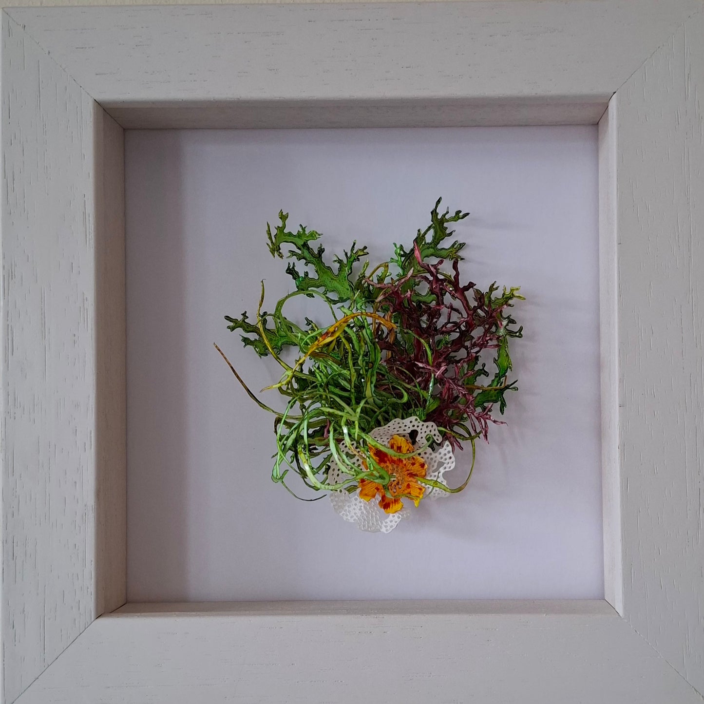 Seaweeds