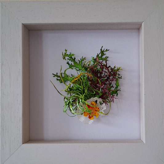 Seaweeds