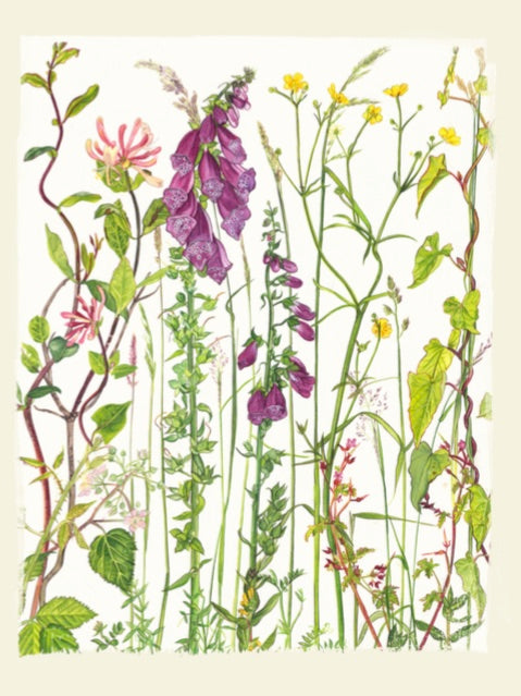 Print Mounted  Summer Hedgerow